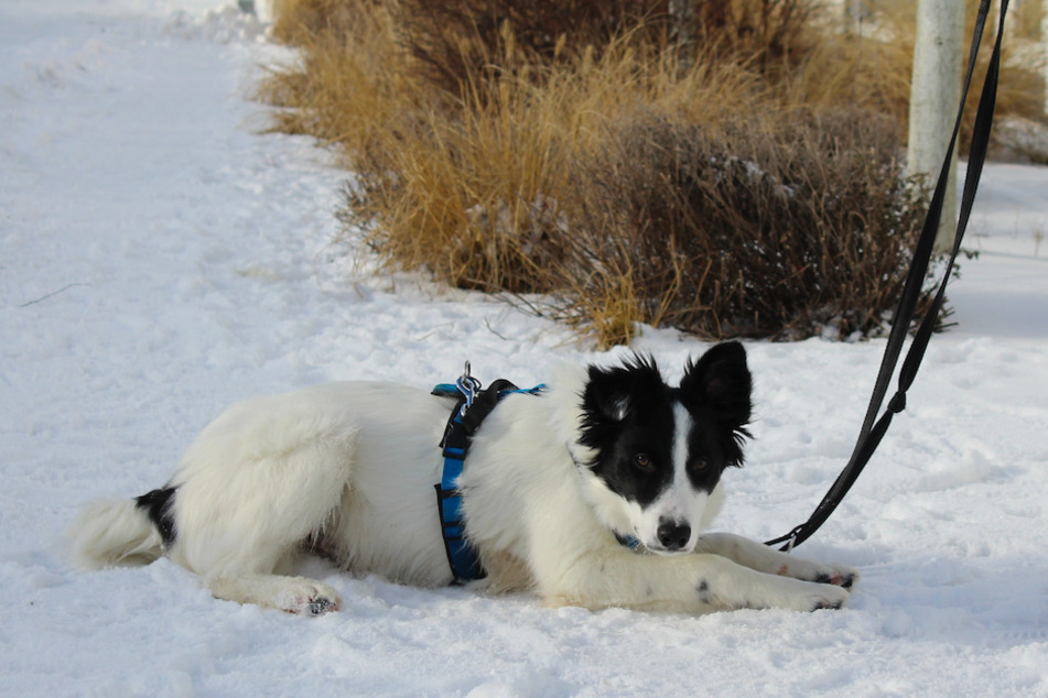 Border Collie Vasco wartet im Tierheim auf die richtigen Besitzer.