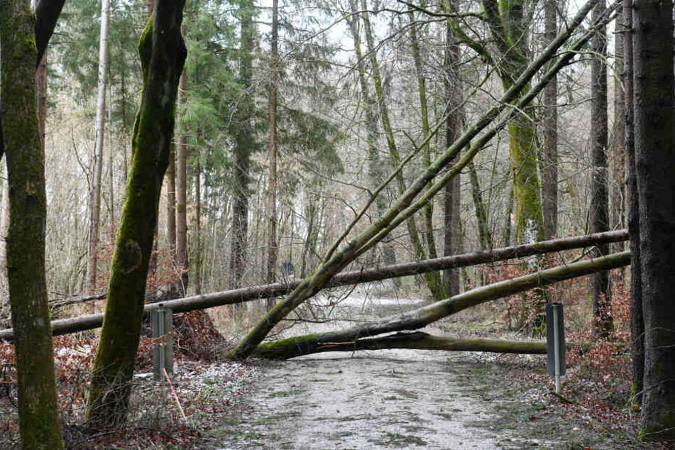 Umgestürzte Bäume versperren den Durchgang in einem Wald.