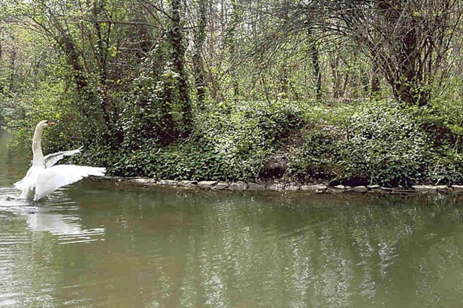 Auf der Insel im Carolasee hat das
verliebte Schwanenpaar zwei Eier ins Nest gelegt. Der Große Garten erwartet
Nachwuchs.