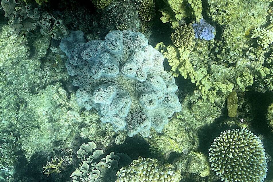 Despite warnings, Australia's efforts to save the Great Barrier Reef still fall short of protecting the world's largest coral reef system from pollution and climate change, experts said on November 28, 2022.