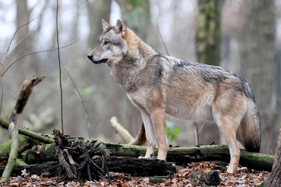 Der ausgewachsene Grauwolf hat in Sachsens Wäldern keine natürlichen Feinde und steht am Ende der Nahrungskette. (Symbolbild)