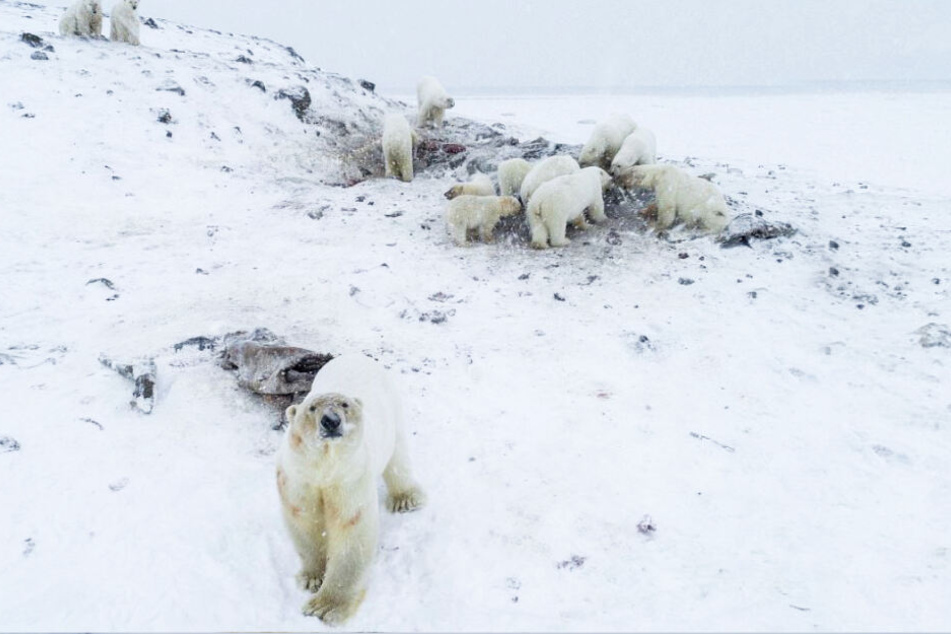 Die Eisbären sind immerzu hungrig.