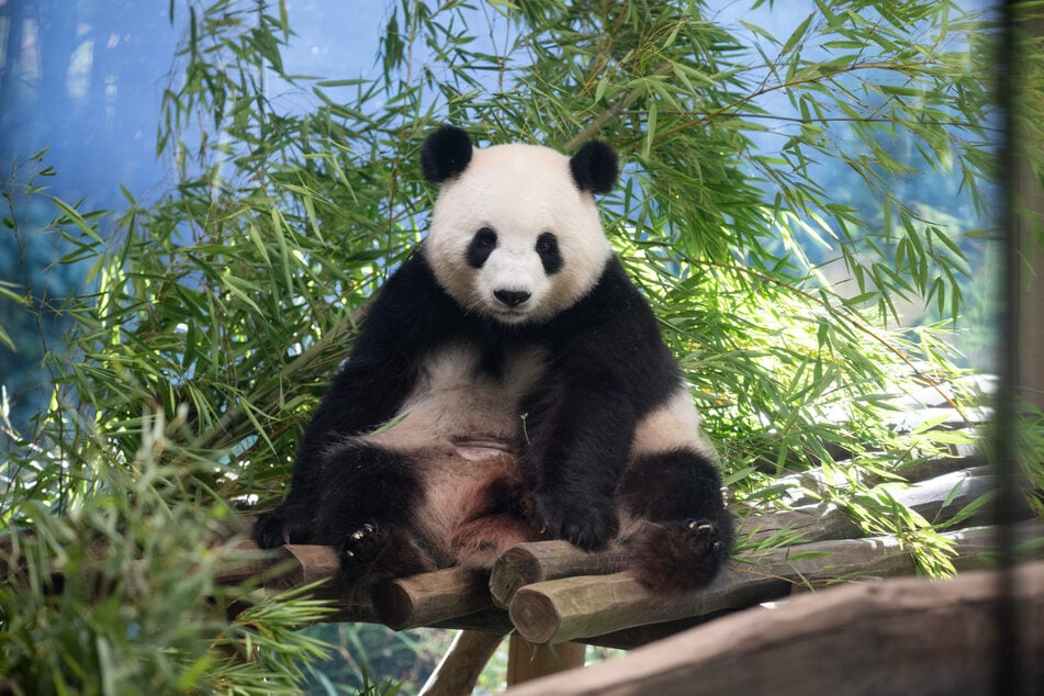 Panda-Mama Meng Meng wird sich nun erstmal in Ruhe um ihre Babys im Panda-Stall kümmern.