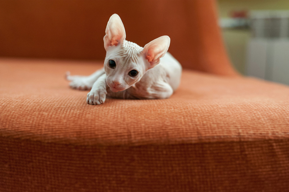 The sphynx is a creepy-looking kitty that won't give you the sniffles.