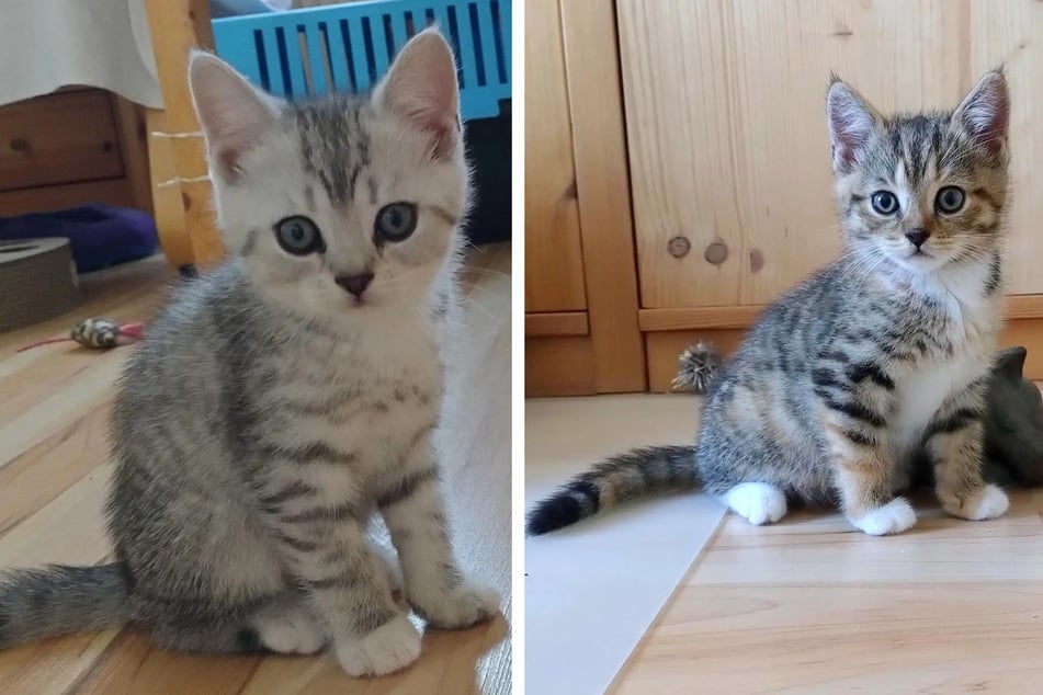 Wer kuscheln will, braucht Geduld. Die Kitten sind gegenüber Menschen noch schreckhaft.