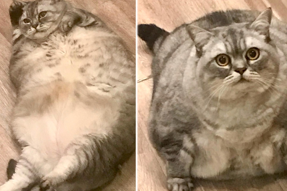 "Dickste" Katze der Welt auf Diät: Besitzer wird Tierquälerei vorgeworfen