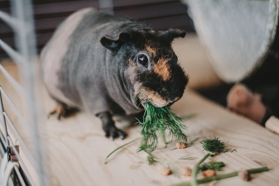 Eine optimale Haltung ist das A und O für ein gesundes Meerschwein.