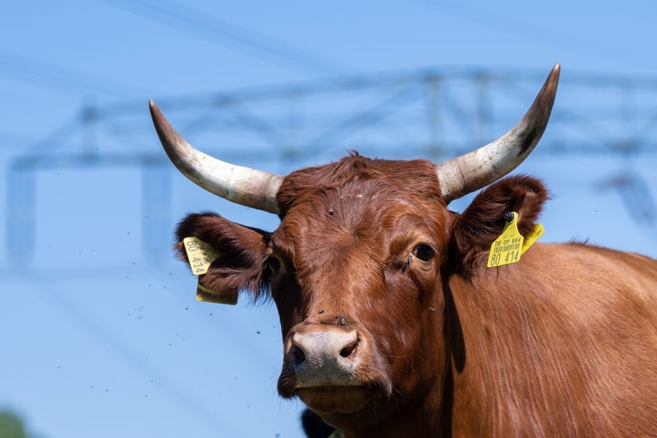 Die Bullen wollten vermutlich ihre Kälbchen und ihr Futter verteidigen. (Symbolbild)