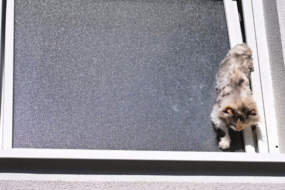 Katze verkeilt sich in Fenster: Nachbarn hören Klagelaute