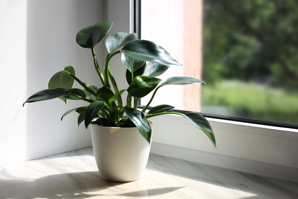 Eine Zimmerpflanze ist ein frischer, grüner Eyecatcher zum Einzug und bleibt im besten Fall lange erhalten.
