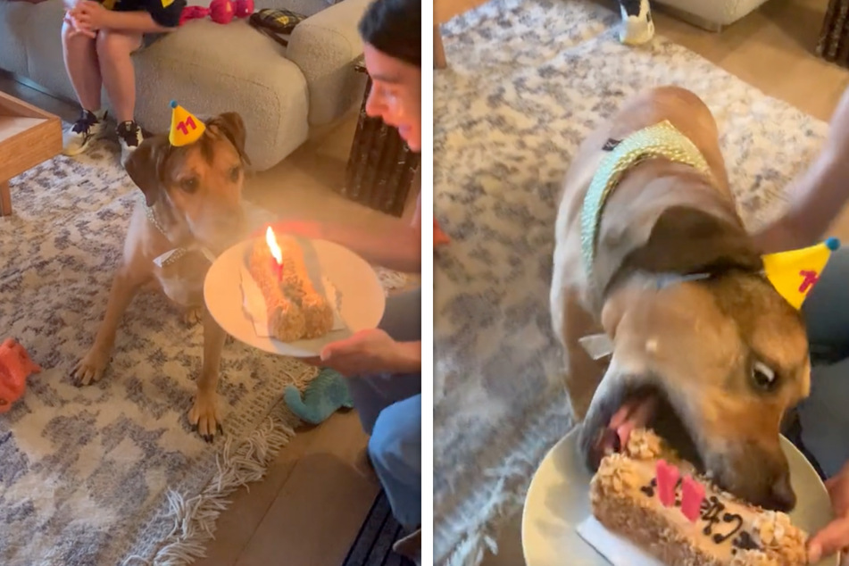 Ein Hund konnte sich wohl bei seinem Geburtstagskuchen nicht länger beherrschen.