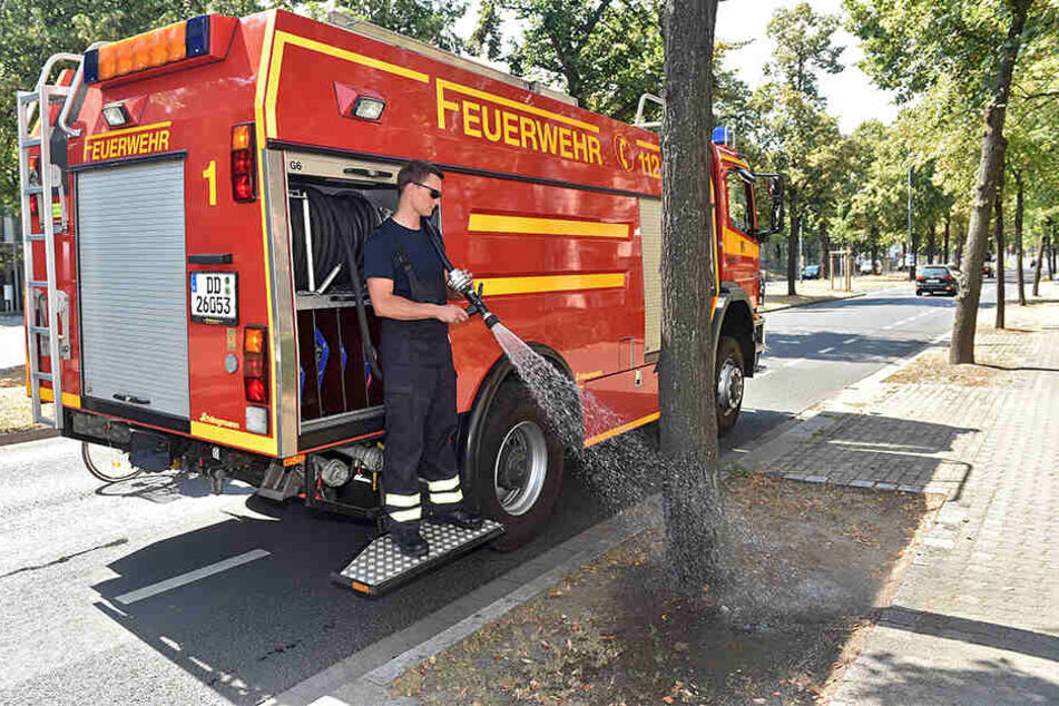 Schon im letzten Jahr half die Feuerwehr beim Gießen. Längst haben die Bäume wieder Durst.