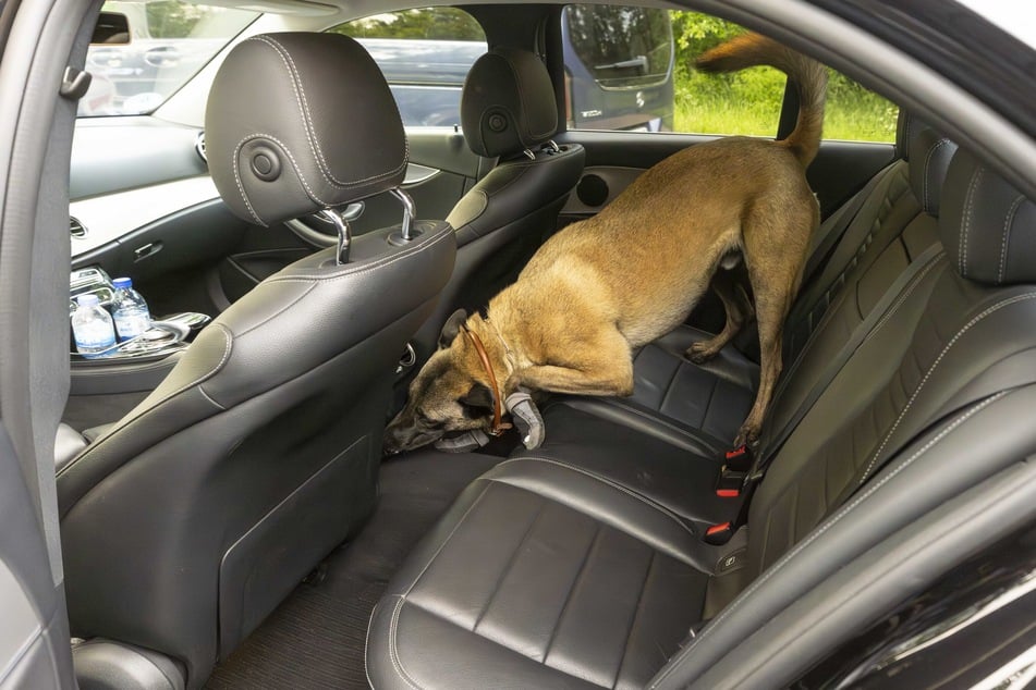 Malinois Bruce (3) suchte nach Drogen und Bargeld, fand 15.000 Euro. Die waren aber legal.