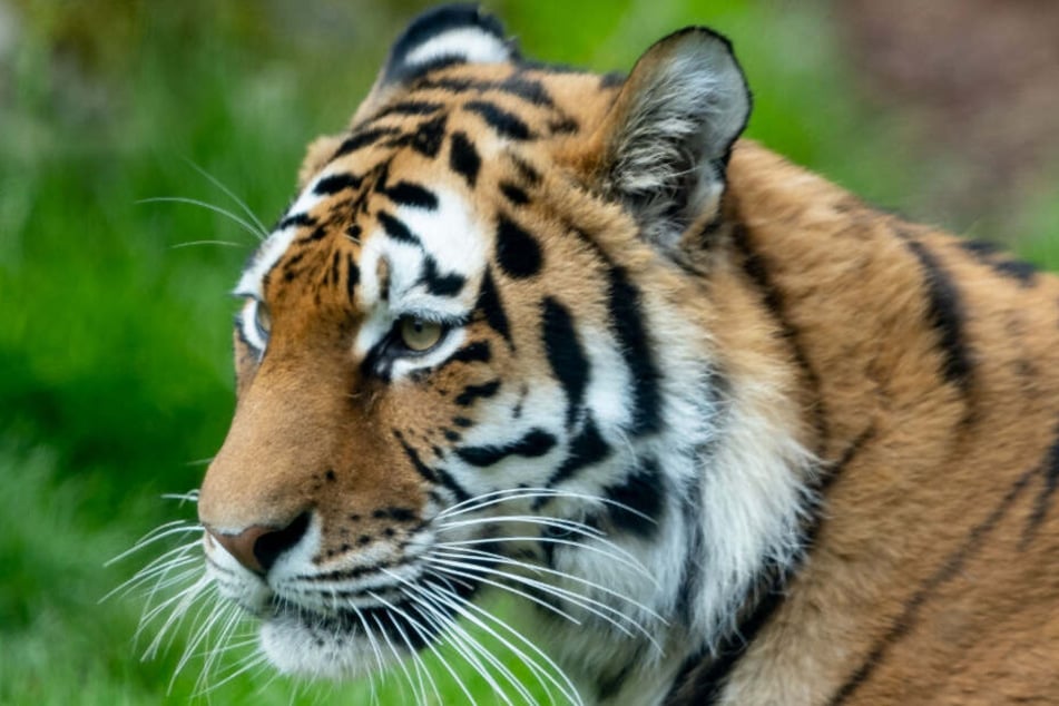 Einen Tiger meldete ein Lkw-Fahrer auf der Autobahn. (Symbolbild)