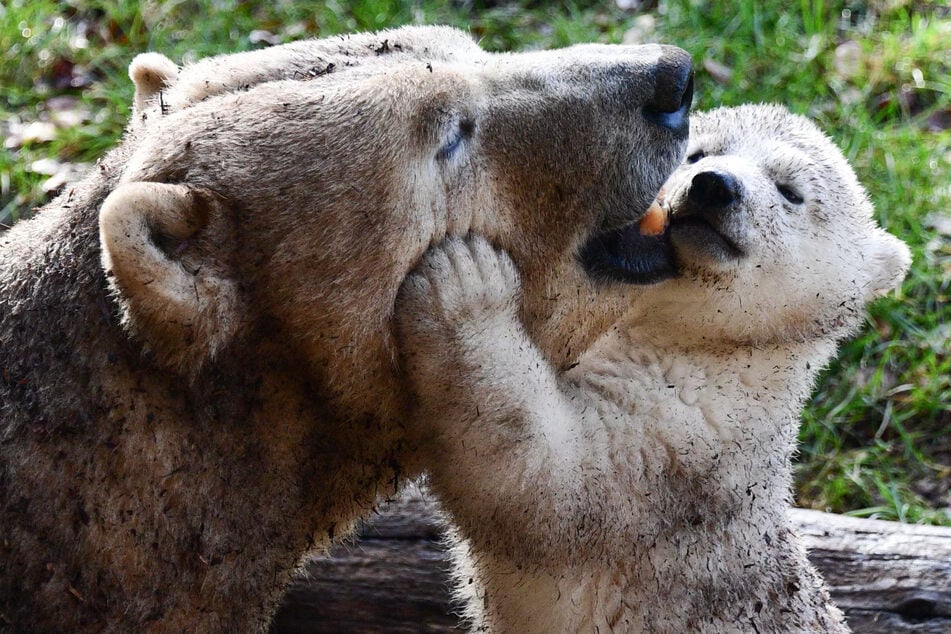 Eine Eisbärin und ihr Junges spielen in ihrem Gehege im zoologischen und botanischen Park in Mülhausen, Frankreich. Eisbären weisen in Zoos oft Verhaltensstörungen auf.