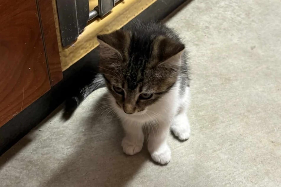 This kitten couldn't believe her eyes when her best friend was adopted without her, leaving her alone and frightened in the animal shelter.