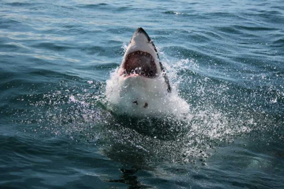 Hai-Attacken sind in Atlantic-Beach eigentlich eher selten. (Symbolbild)