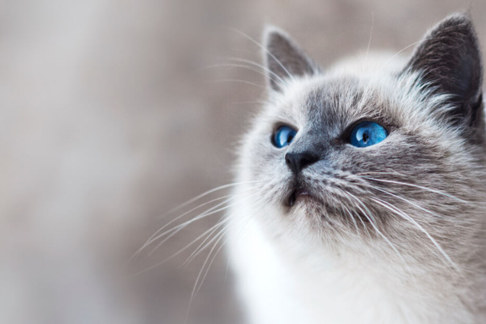 Designermöbel für Katzen: Sündhaft gut oder übertriebener Luxus?