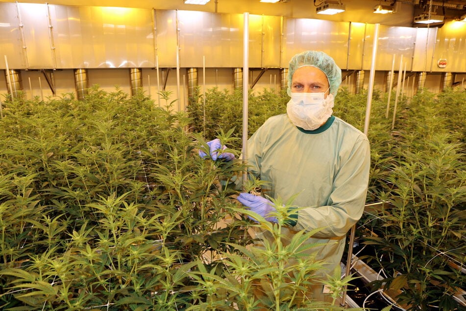 Hinter der Maske: Mitgründer und Vorstands-Chef Andreas Fischer (41) in einer seiner zukünftig acht Hallen zum Anbau von medizinischem Cannabis.