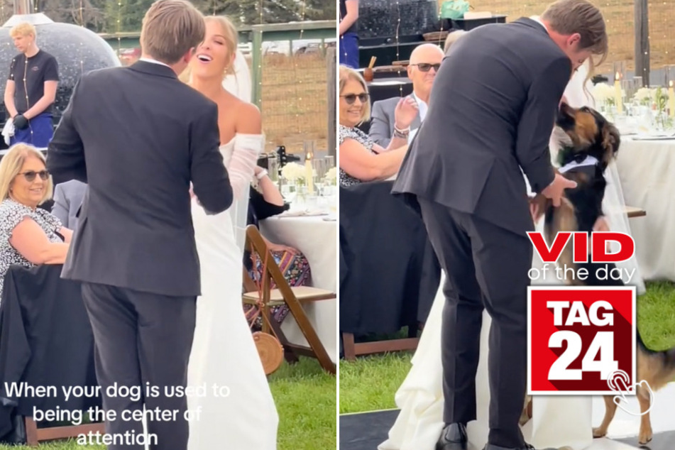 viral videos: Viral Video of the Day for October 8, 2023: Dog steals the spotlight on wedding day with adorable hug!