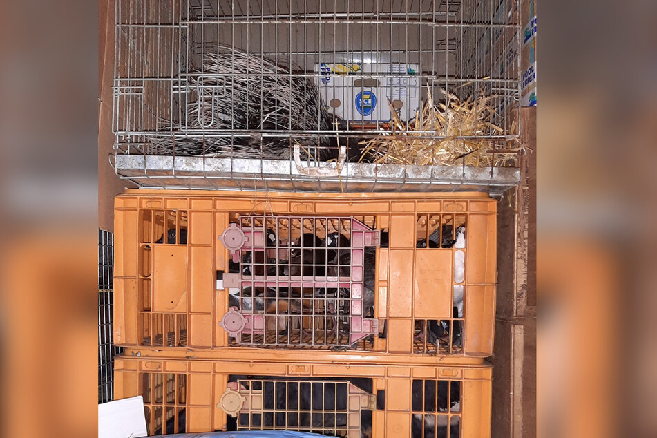 Stachelschweine, 36 Vögel - die Polizei stoppte bei Wilsdruff eine Art rollenden Tierpark.