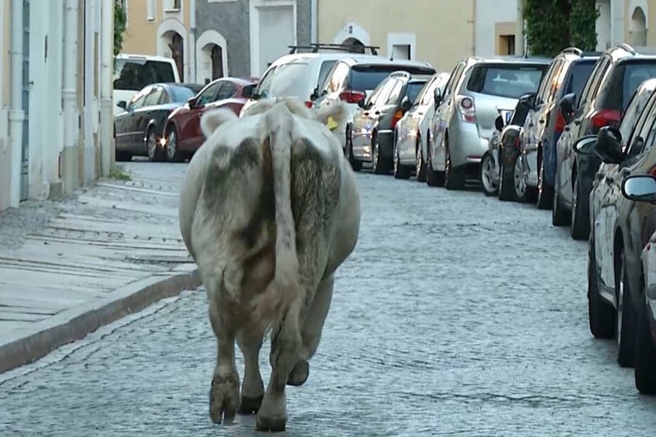 Die Kuh auf dem Weg durch die Görlitzer Altstadt.