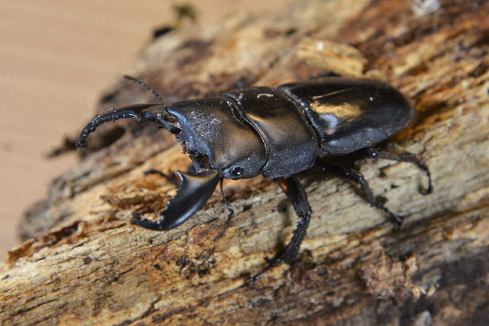 Dieser Asiatische Hirschkäfer fühlt sich auf holzartigem Untergrund besonders wohl.