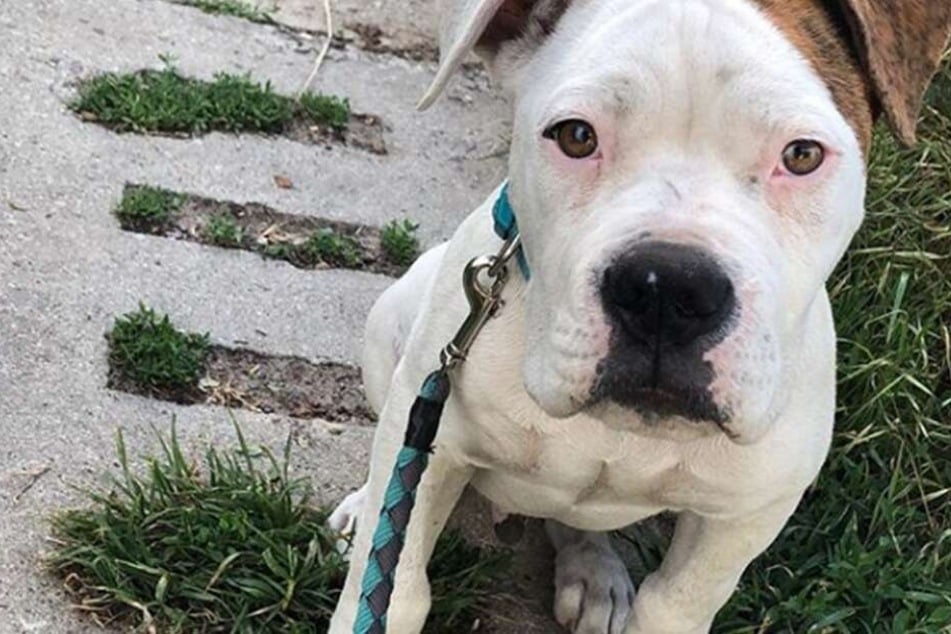 Die amerikanische Bulldogge Luna wurde erst vergiftet und dann erstochen. (Symbolbild)