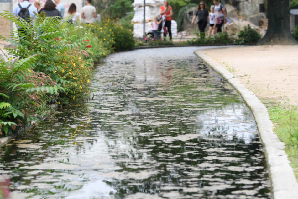 Der Wassergraben ist durch Pflanzen und ein Drahtseil vom Besucherweg getrennt.