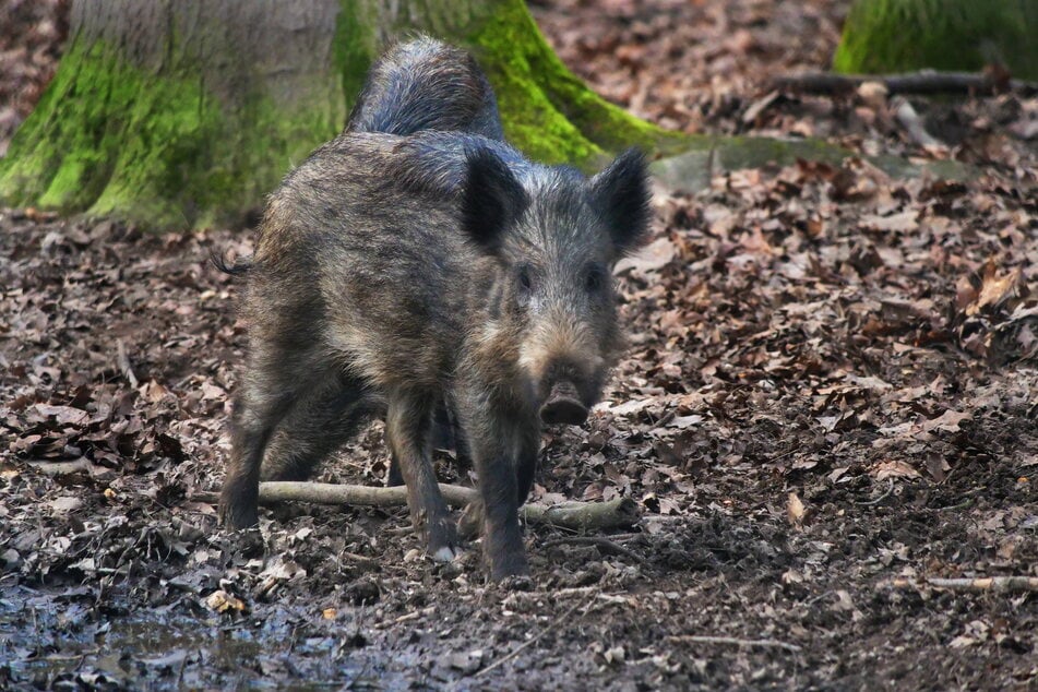 Die Schweinepest wütet noch in Ostsachsen und tötet Wild- wie Hausschweine.