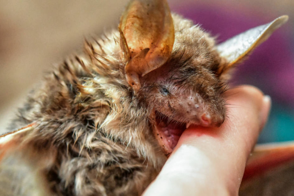 Eine Fledermaus beißt eine Naturschützerin in den Finger. (Symbolbild)