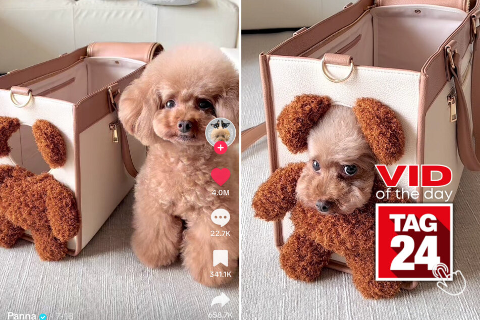 viral videos: Viral Video of the Day for August 5, 2023: Dog or teddy bear?