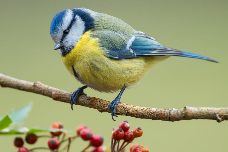 Blaumeisen sind in Deutschland heimisch und kommen oft in Wäldern, Gärten und Parks vor.