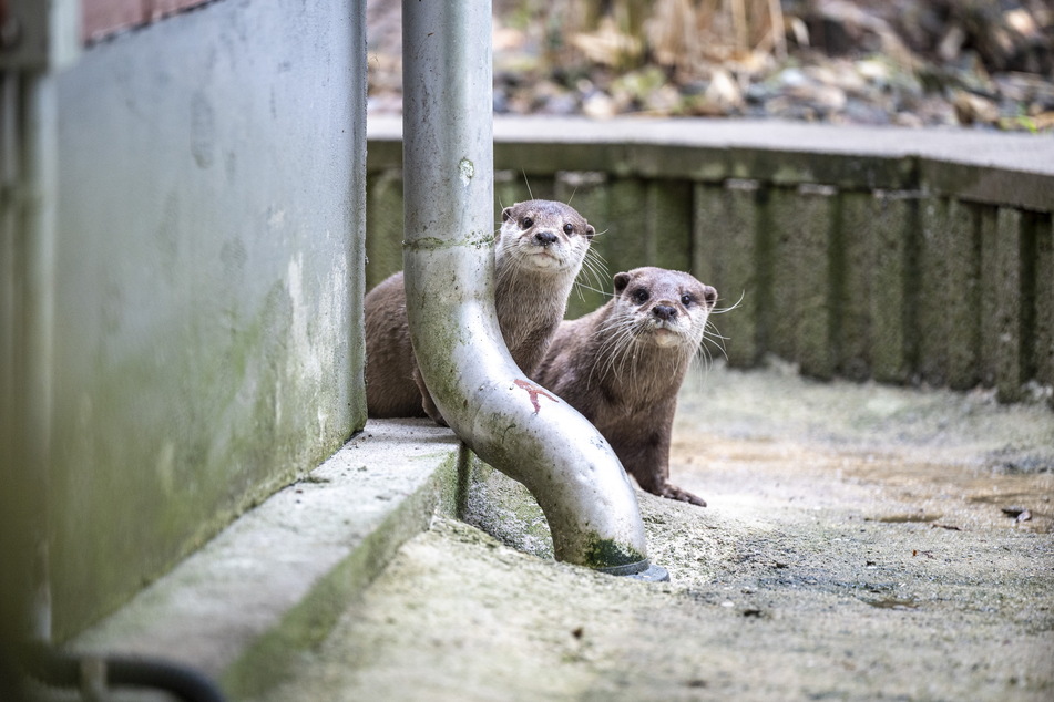 Zwei Zwergotter staunten im Zoo der Minis über die Badegäste.