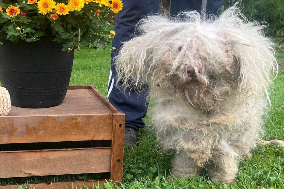 Neglected dog is unrecognizable after a little TLC from rescuers!