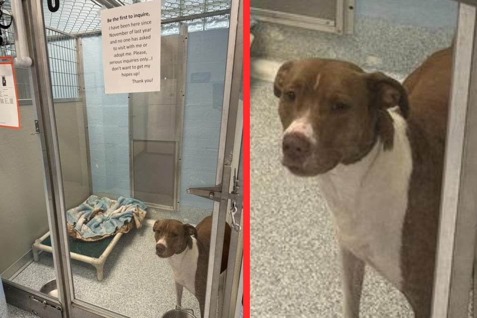 A dog named Sky waited for months for a new home.