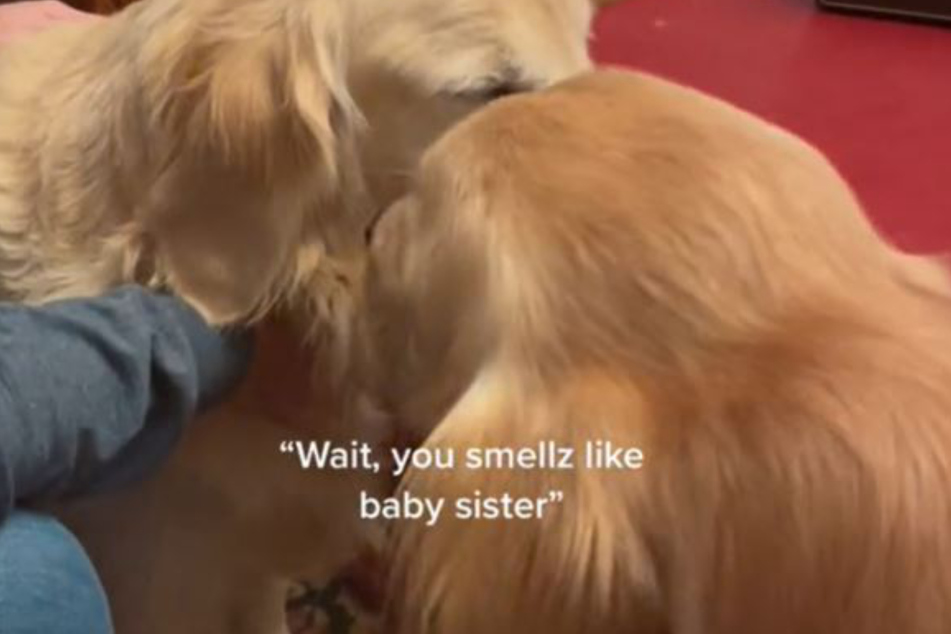 Im TikTok-Video wird per Unterrtitel gemutmaßt, was Arlo in dem "Schnupper-Moment" denken mag: "Warte, du riechst wie meine Baby-Schwester."