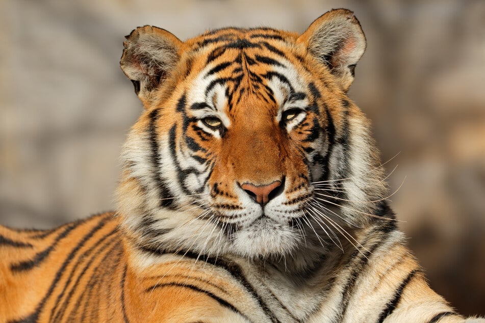 Bengal tigers often way over 700 pounds, and are vicious hunters.