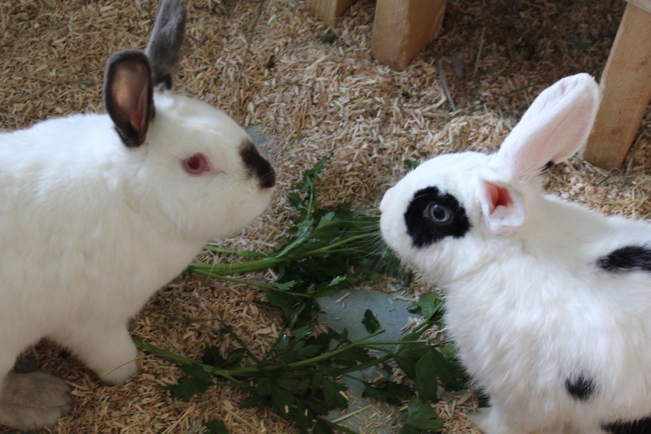 Bevor Luisa (r.) Iwan (l.) kennenlernte, mochte sie ein anderes Kaninchen in ihrer Nähe.