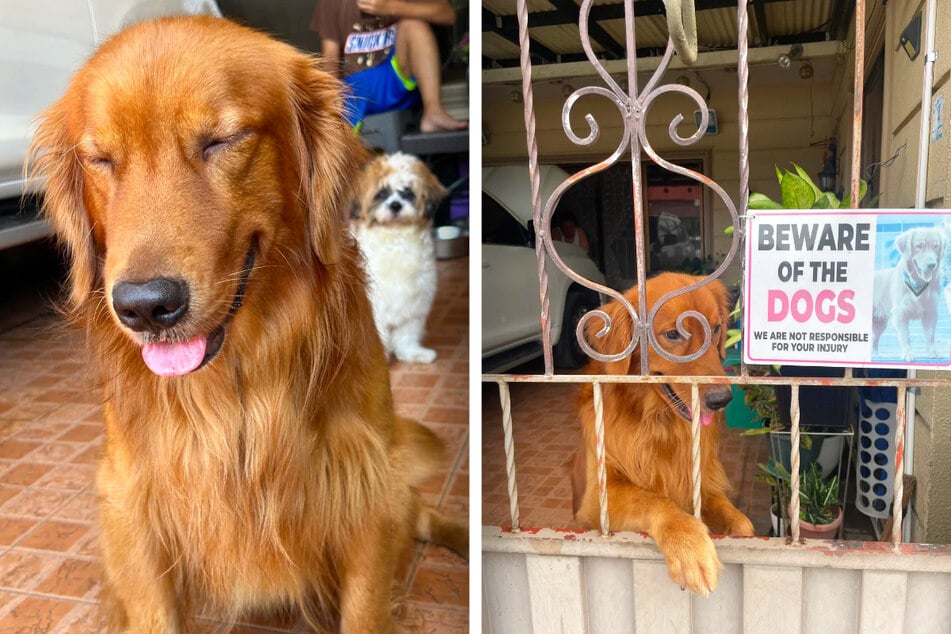 Jenny n'avait pas prévu que son absence de cinq jours déclencherait une maladie chez son animal préféré.