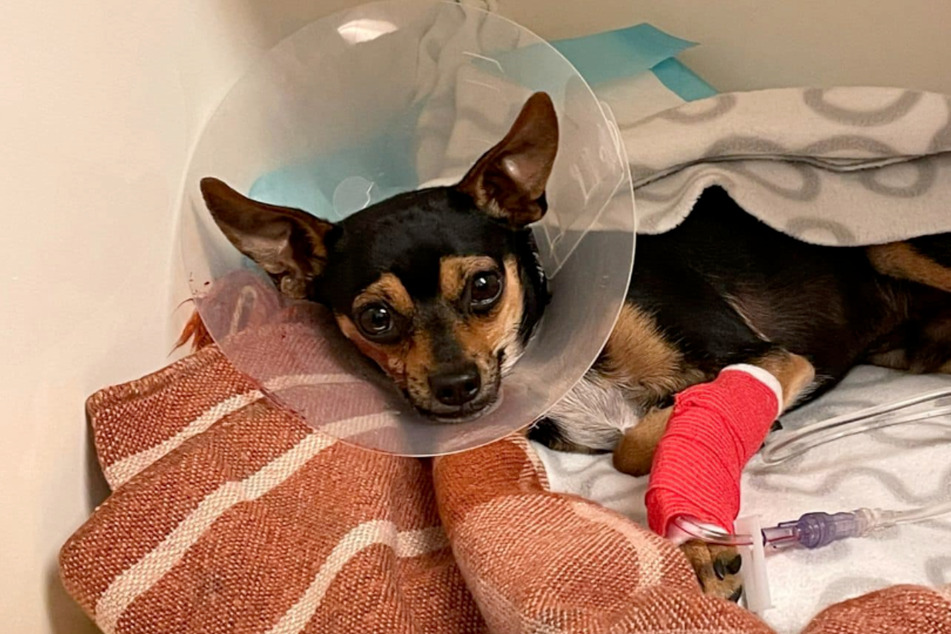 Der verletzte Chihuahua-Rüde muss sich nun erst einmal wieder erholen.