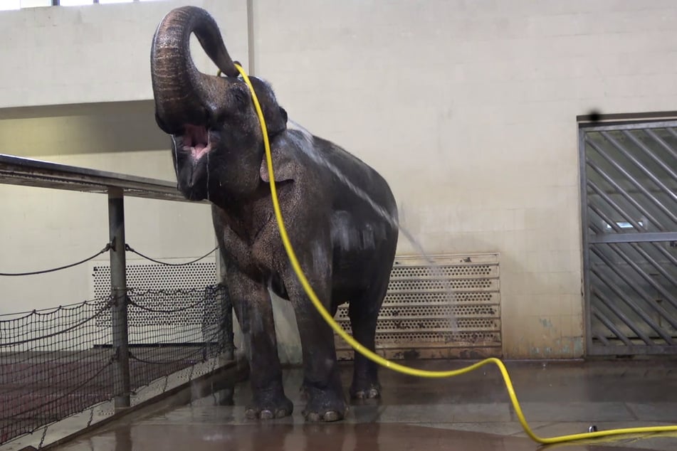 Elefantenkuh Mary (50) aus dem Berliner Zoo ist die "Königin des Duschens".