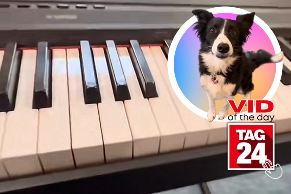 viral videos: Viral Video of the Day for April 26, 2023: Singing pup wows TikTok