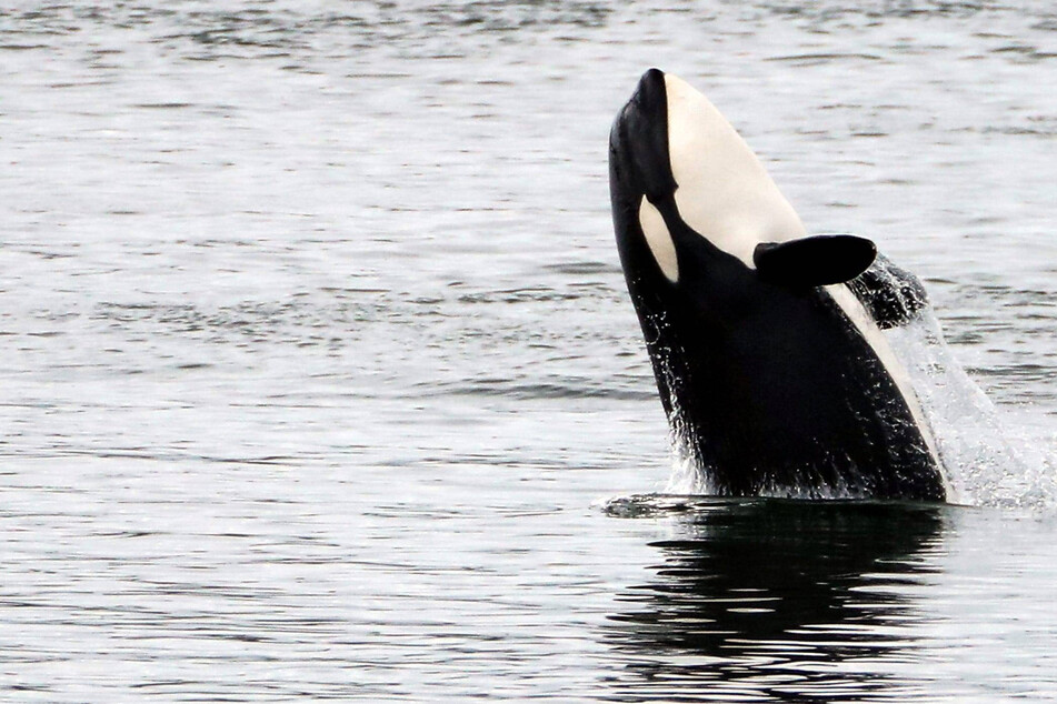 Several orca whales are said to have intervened during The Ocean Race last week.