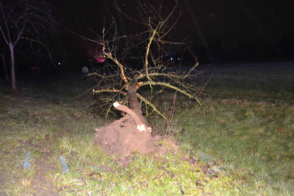 Einem Zeugen fiel im Straßengraben der entwurzelte Baum auf. Er alarmierte die Polizei.
