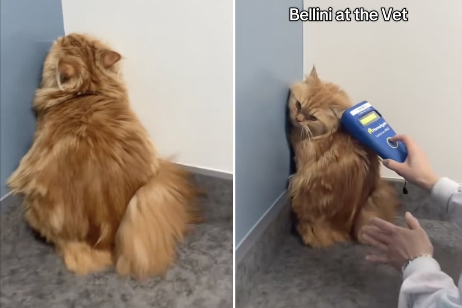 Der Kater hoffte, dass niemand ihn entdecken würde.