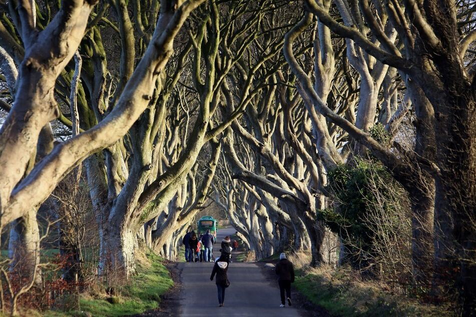 Northern Ireland's Game Of Thrones trees in danger as preservationists demand action