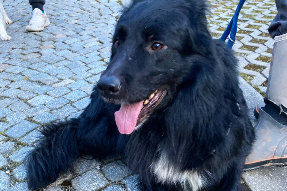 Hund zugelaufen: Dieser Rüde wartet auf seinen Besitzer