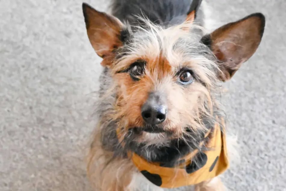 Der Terrier-Dackel-Mix sucht verständnisvolle Menschen.