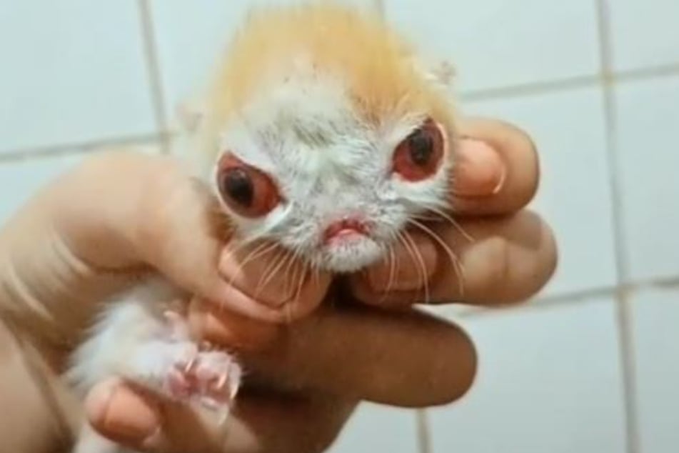 Eindeutig zu sehen: Die arme Babykatze war mit Behinderung auf die Welt gekommen.